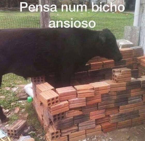 Meme